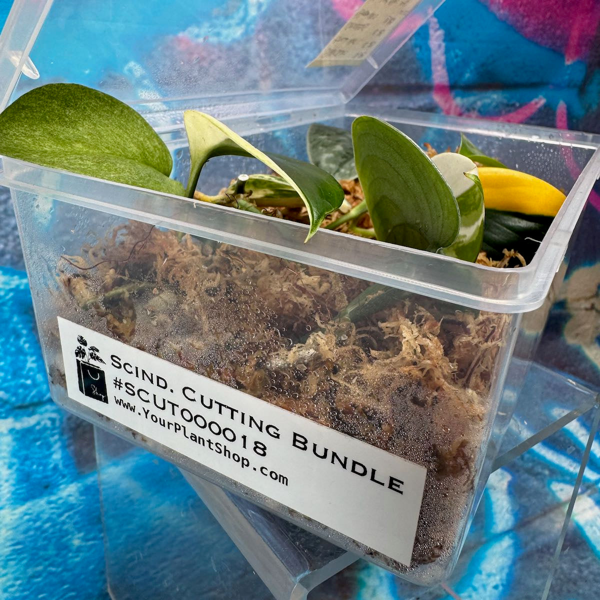 Scindapsus Cuttings Bundle - #SCUT000018