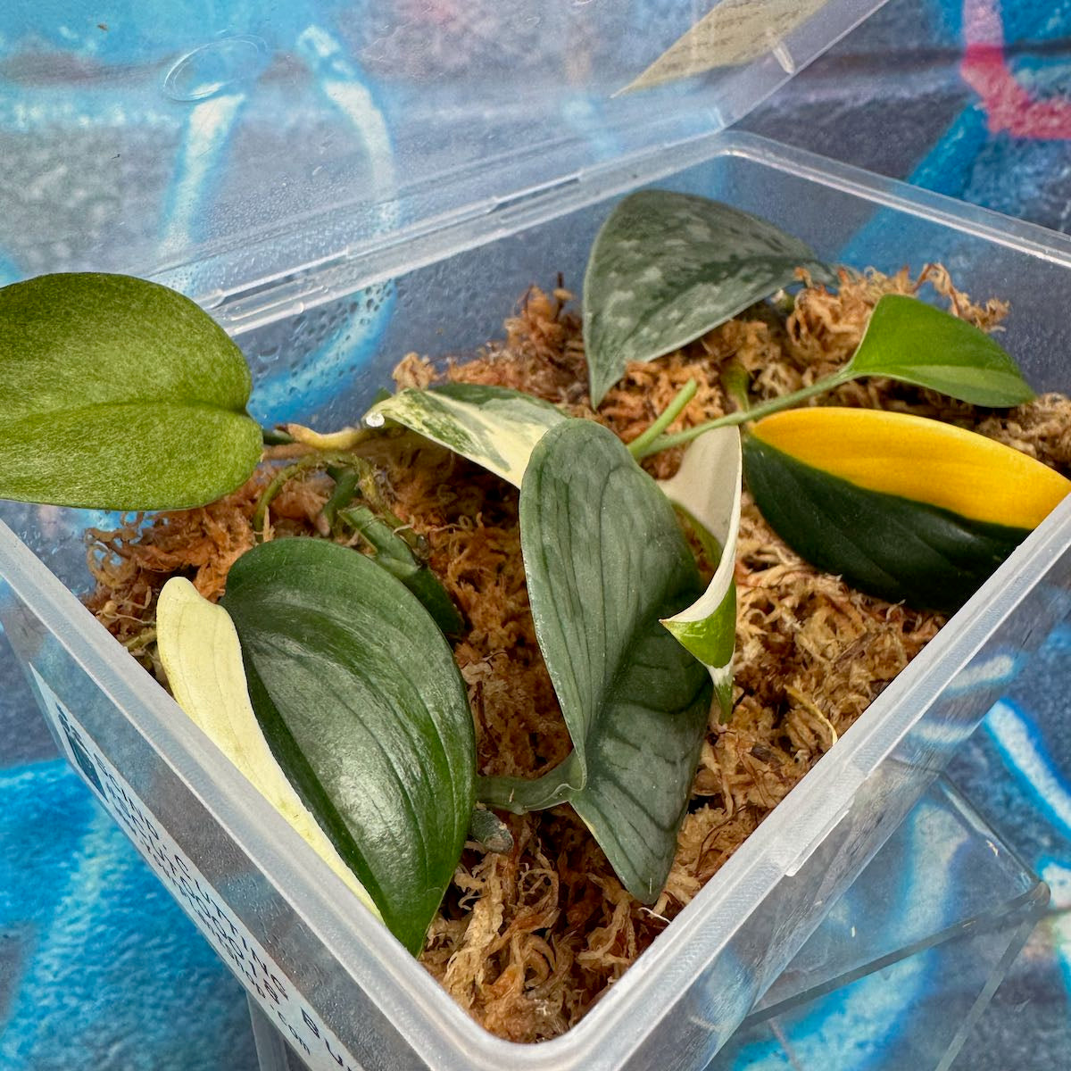 Scindapsus Cuttings Bundle - #SCUT000018