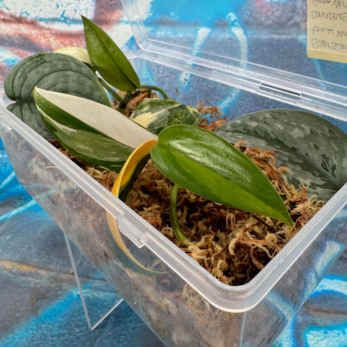 Scindapsus Cuttings Bundle - #SCUT000018