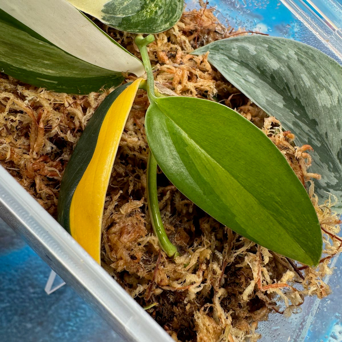 Scindapsus Cuttings Bundle - #SCUT000018