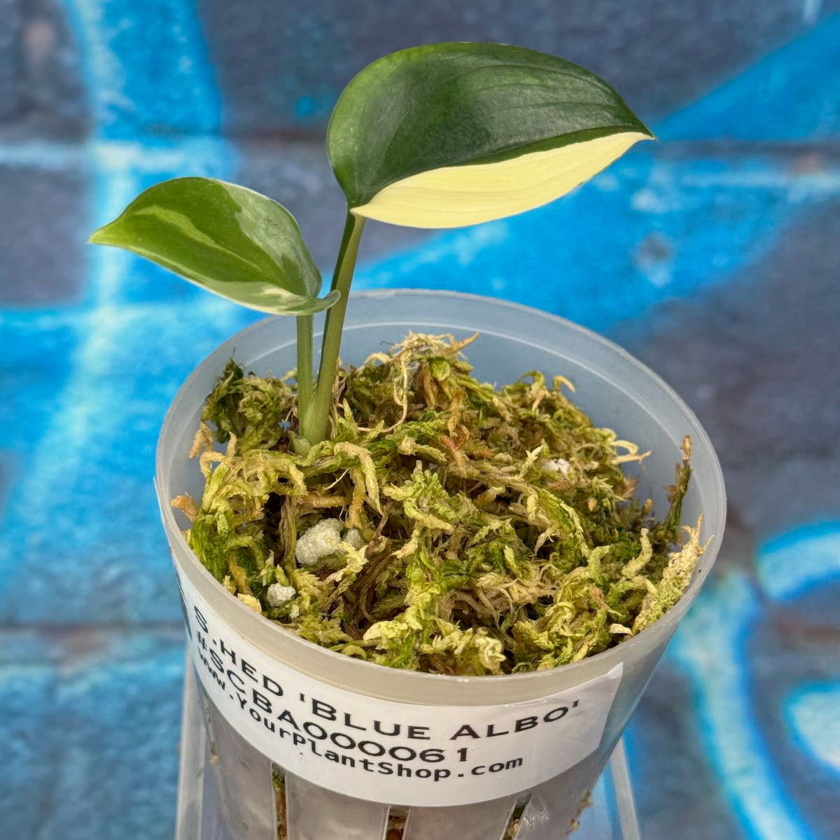 Scindapsus 'Blue Albo' - SCBA000061