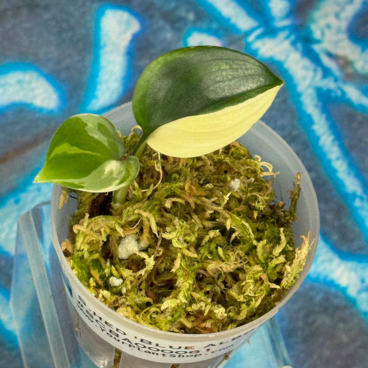 Scindapsus 'Blue Albo' - SCBA000061