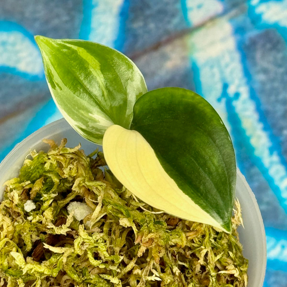 Scindapsus 'Blue Albo' - SCBA000061