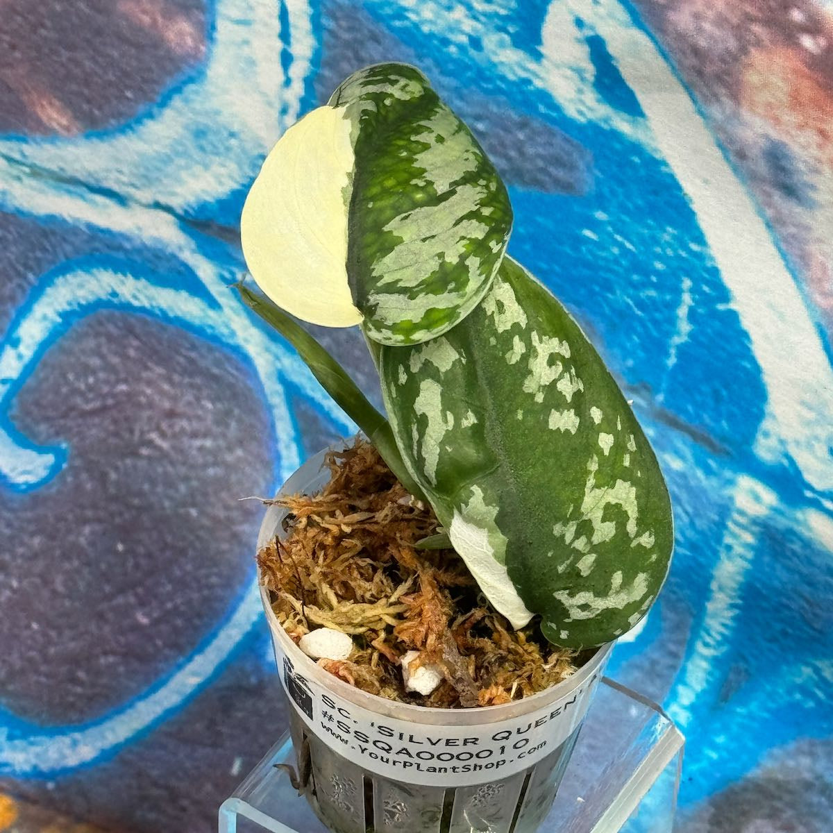 Scindapsus 'Silver Queen' Albo - #SSQA000010