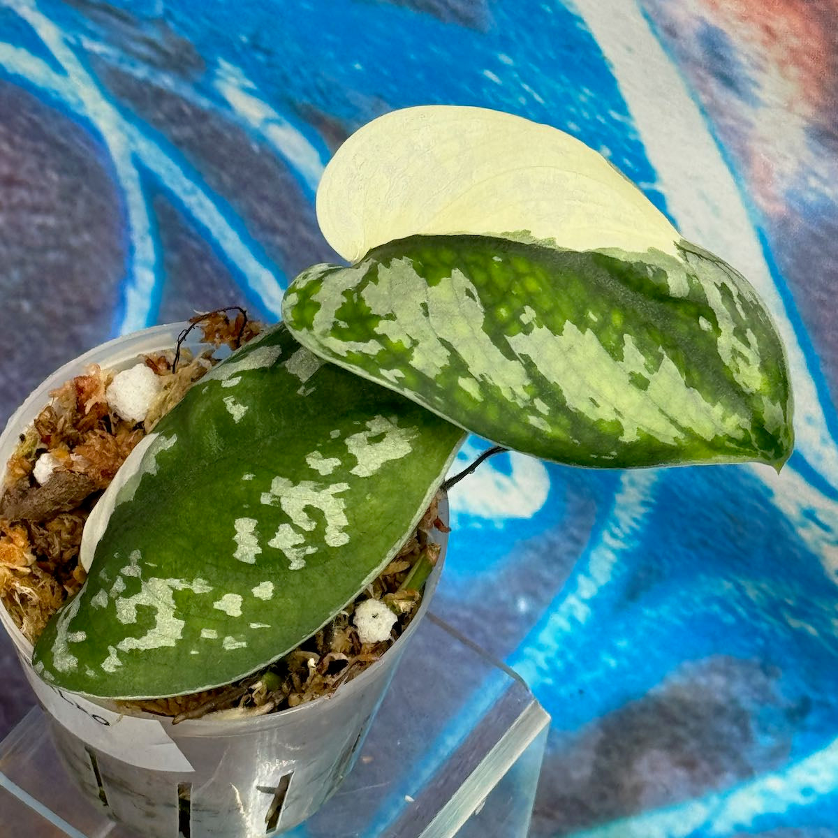 Scindapsus 'Silver Queen' Albo - #SSQA000010