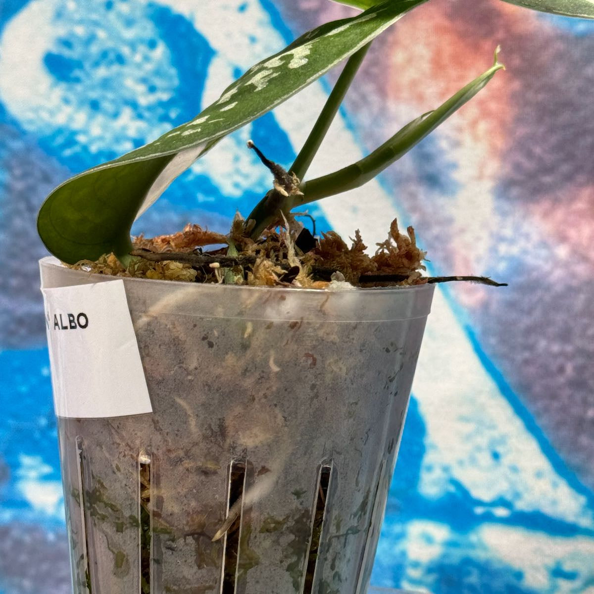 Scindapsus 'Silver Queen' Albo - #SSQA000010