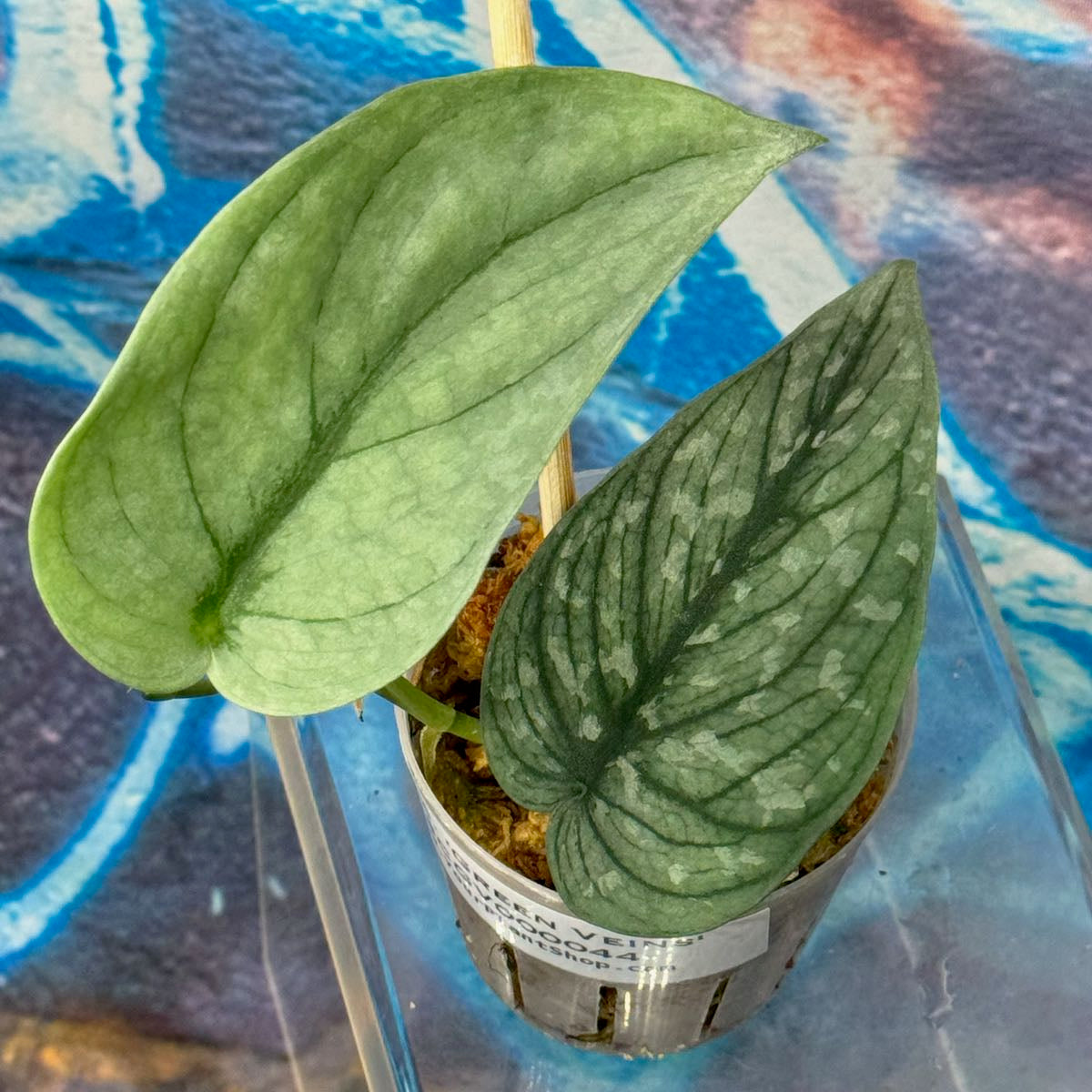 Scindapsus pictus 'Green Veins' - #SCGV000044