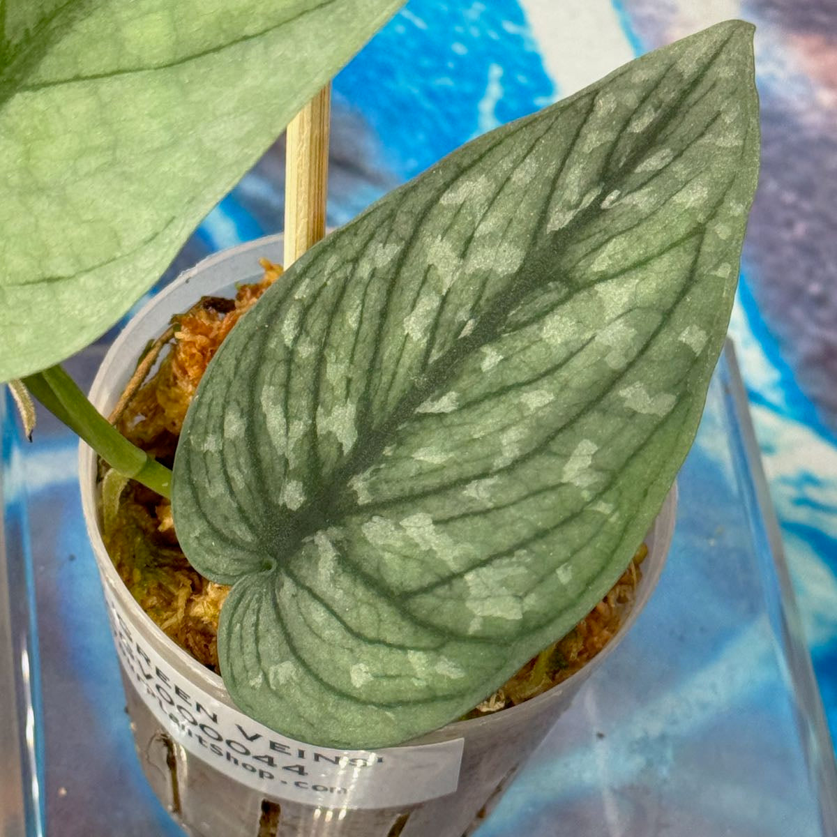 Scindapsus pictus 'Green Veins' - #SCGV000044