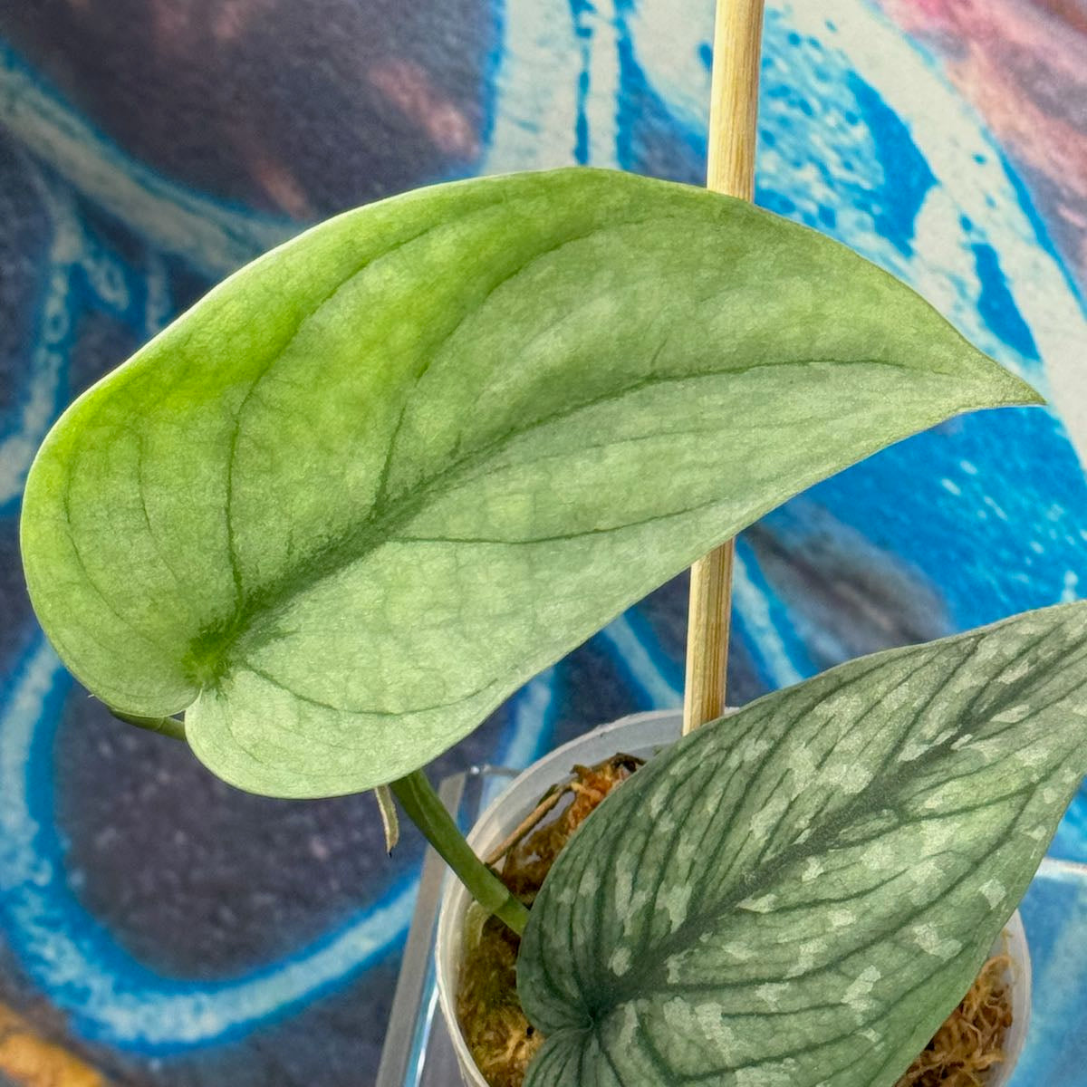 Scindapsus pictus 'Green Veins' - #SCGV000044