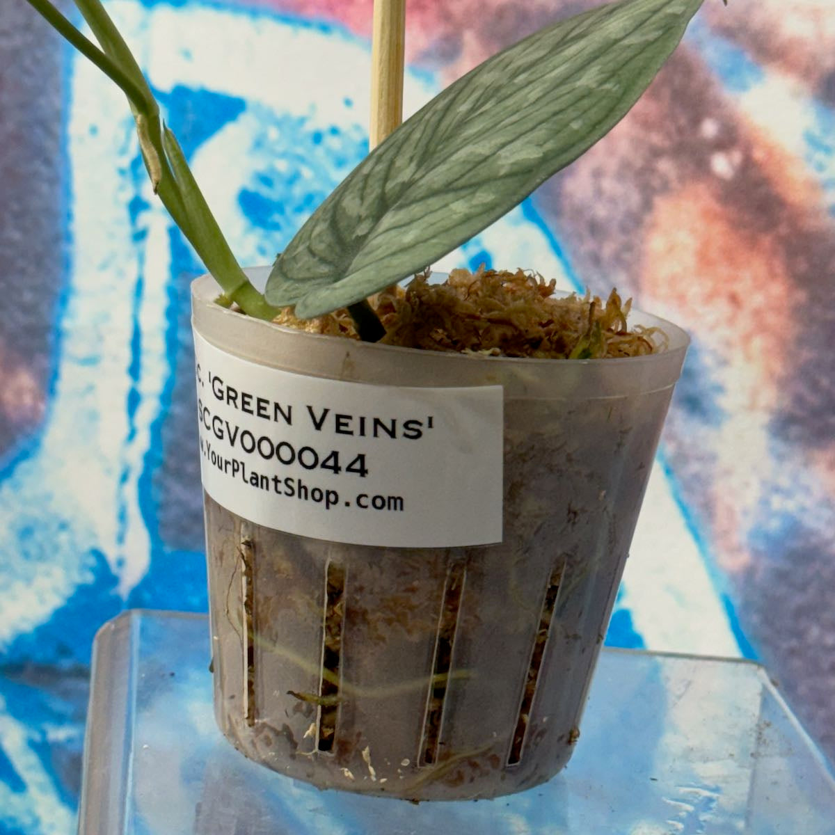 Scindapsus pictus 'Green Veins' - #SCGV000044