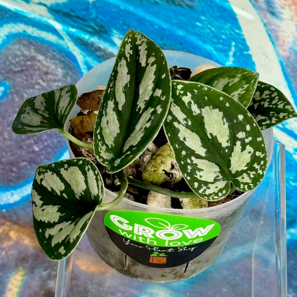 Scindapsus 'Tricolor' (OG version) - SCTR000033