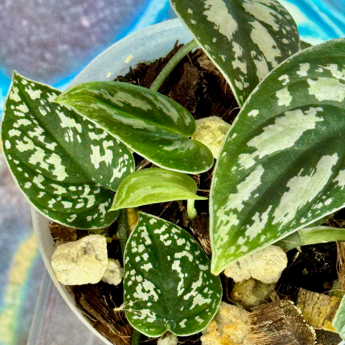 Scindapsus 'Tricolor' (OG version) - SCTR000033