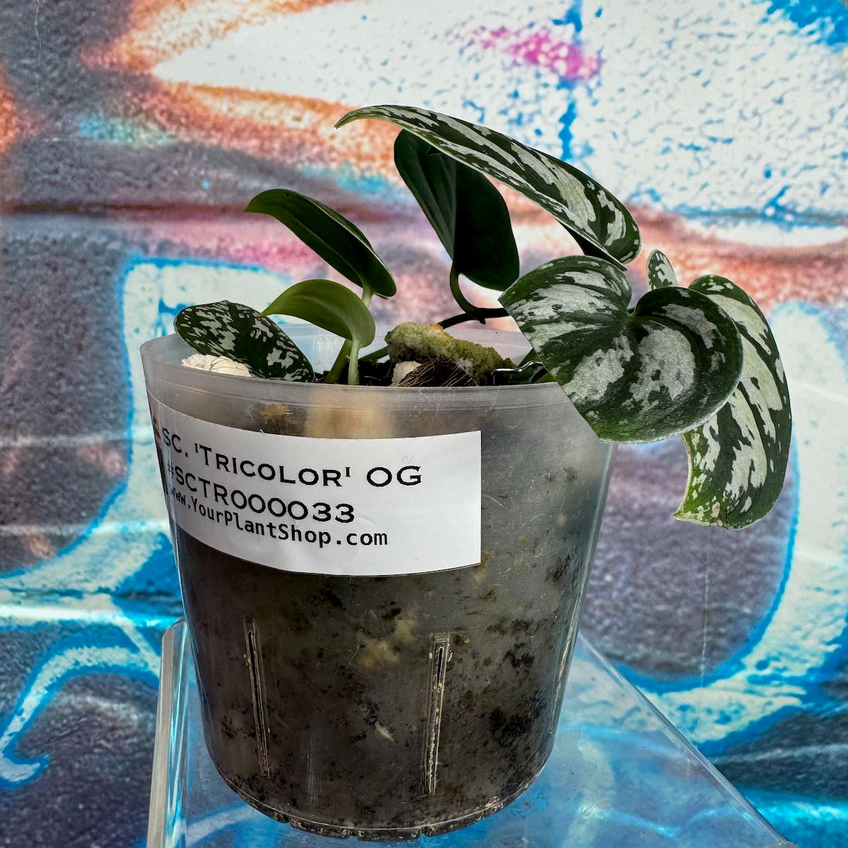 Scindapsus 'Tricolor' (OG version) - SCTR000033