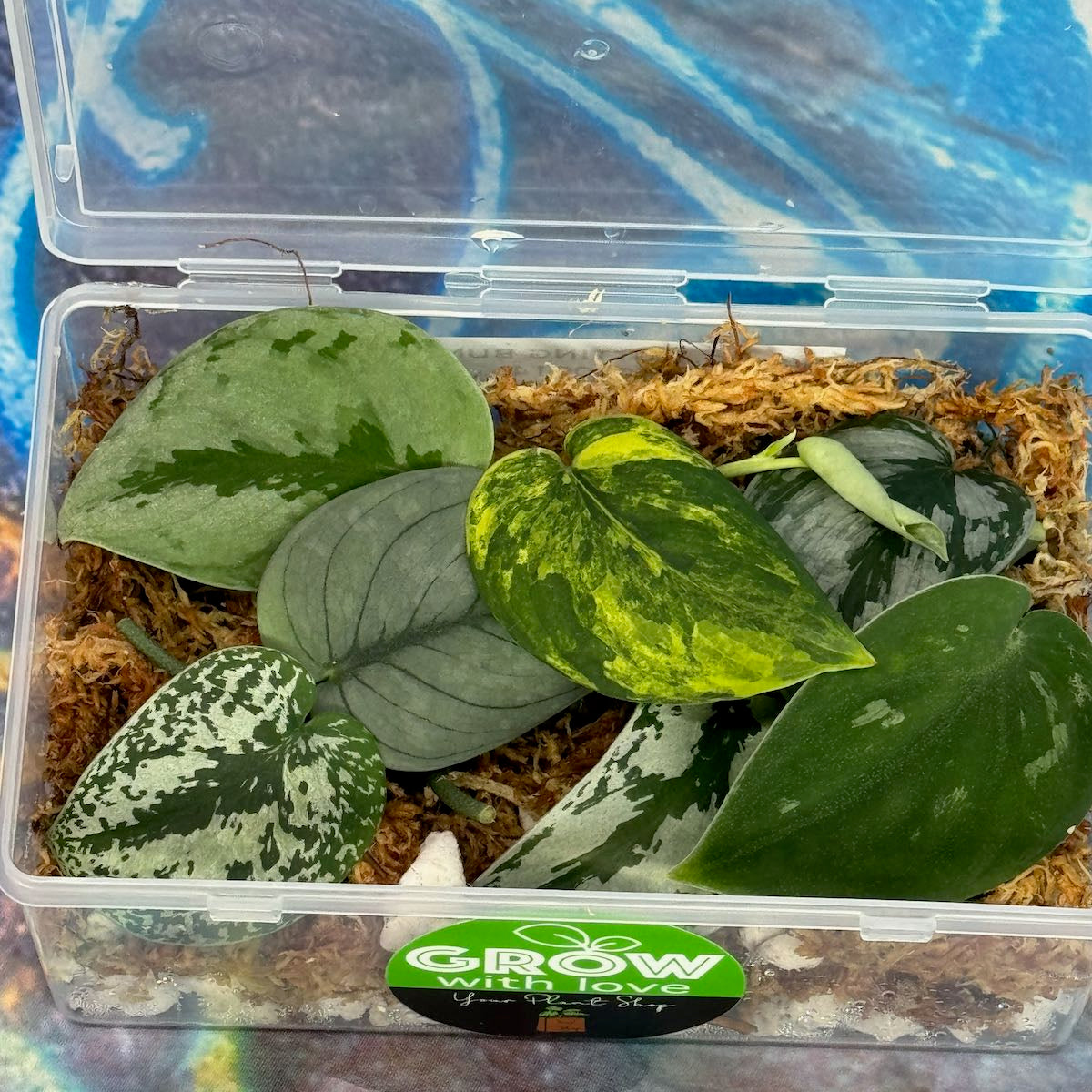 Scindapsus Cuttings Bundle - #SCUT000014