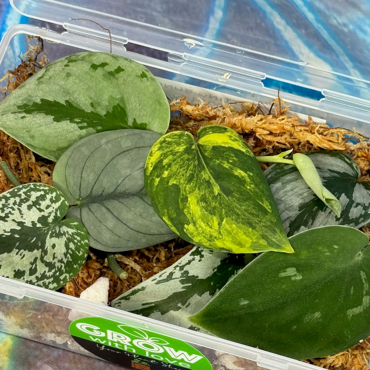 Scindapsus Cuttings Bundle - #SCUT000014