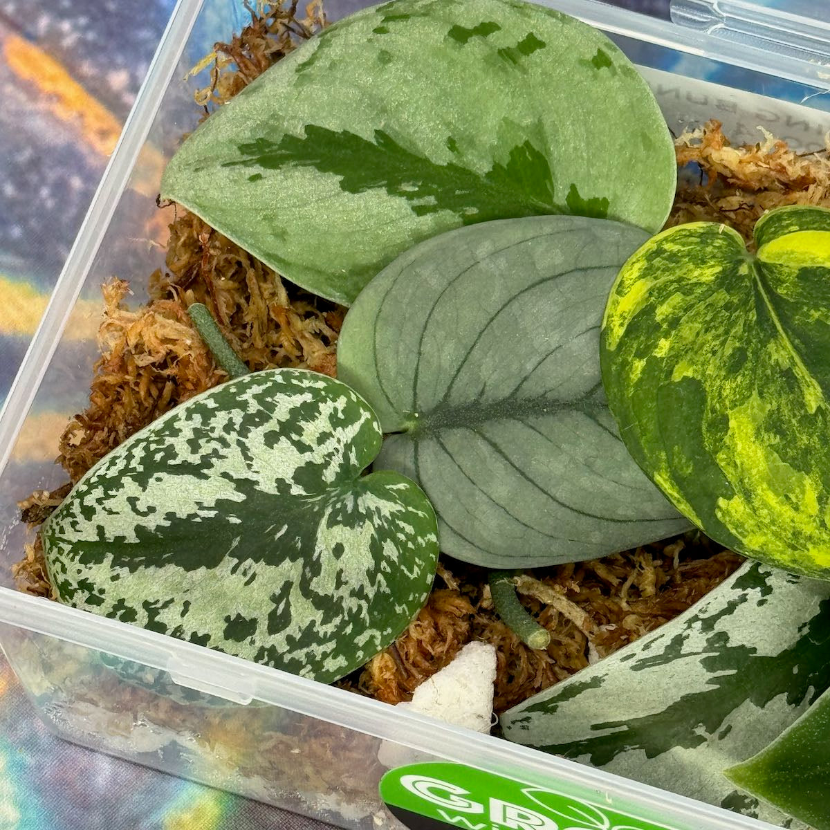 Scindapsus Cuttings Bundle - #SCUT000014