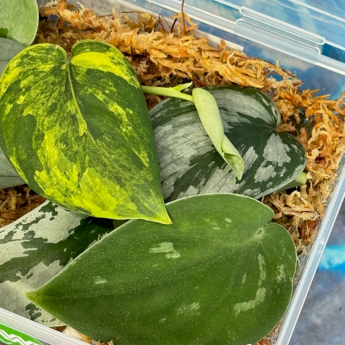 Scindapsus Cuttings Bundle - #SCUT000014