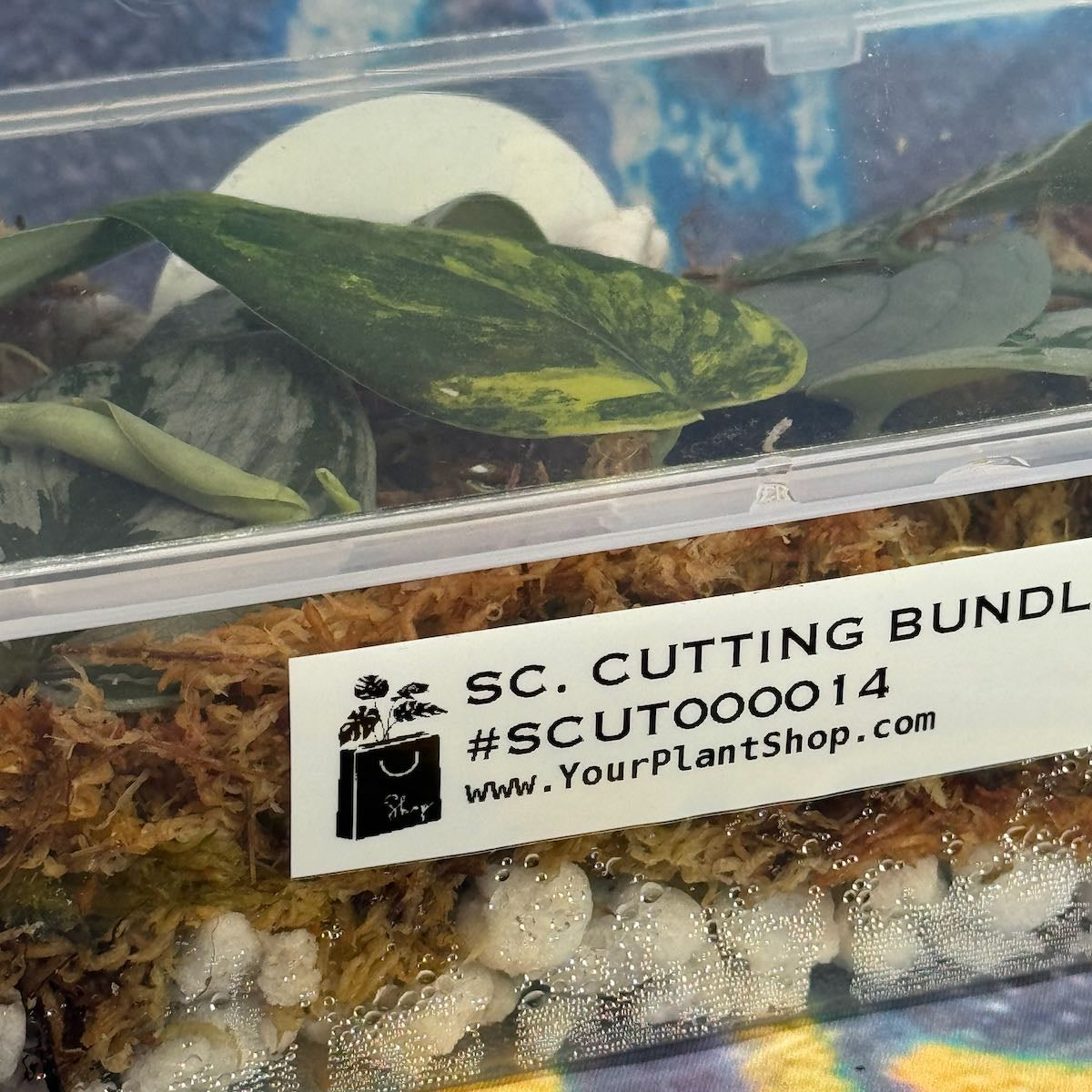 Scindapsus Cuttings Bundle - #SCUT000014