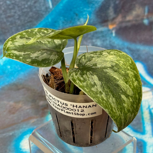 Scindapsus pictus 'Hanan' - #SCHA000012