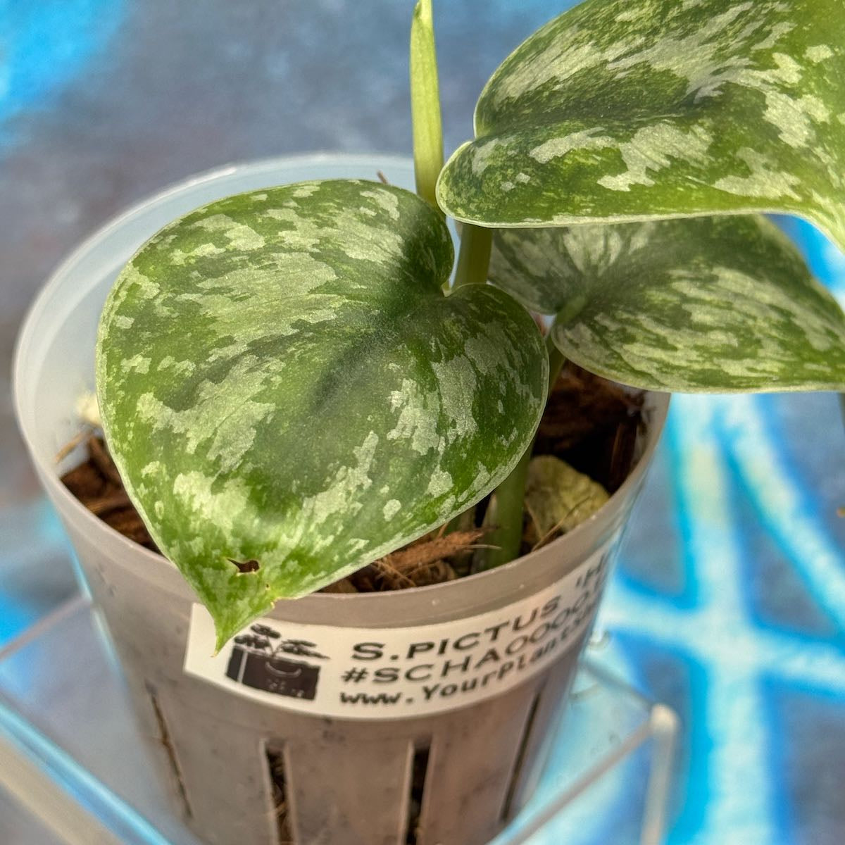 Scindapsus pictus 'Hanan' - #SCHA000012