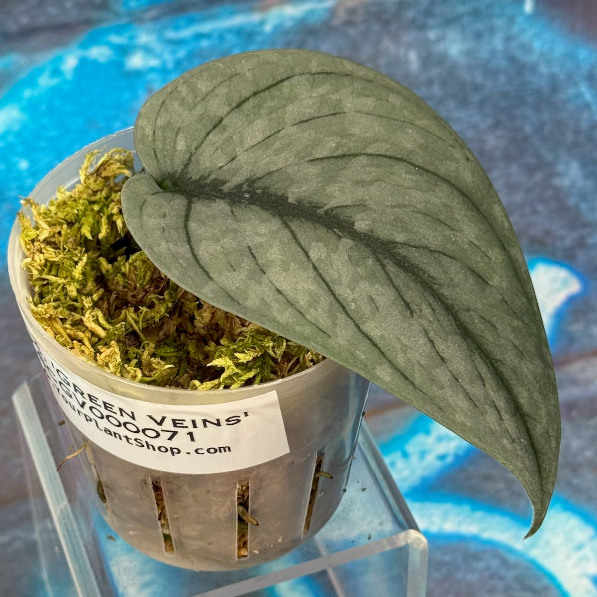 Scindapsus pictus 'Green Veins' - #SCGV000071