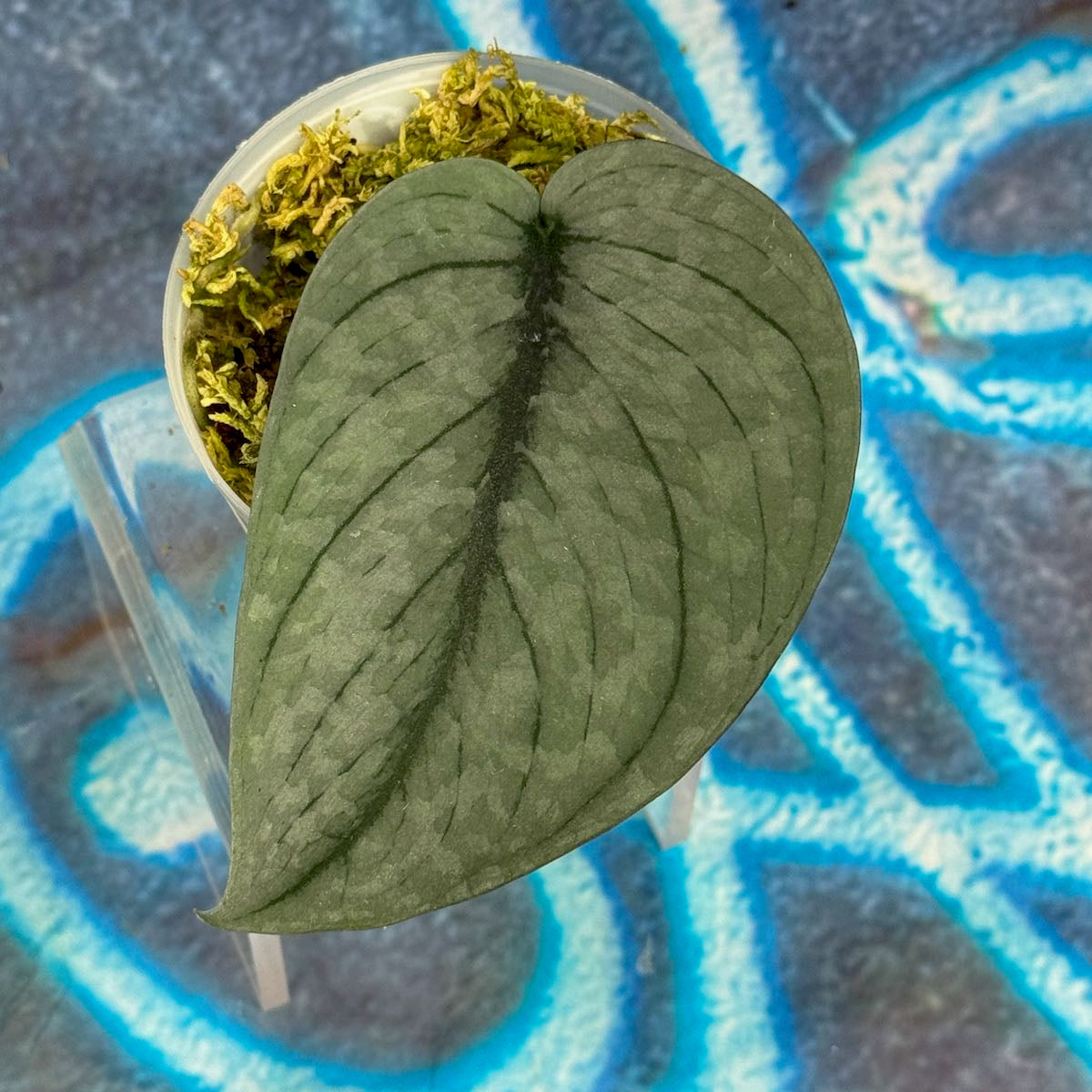Scindapsus pictus 'Green Veins' - #SCGV000071