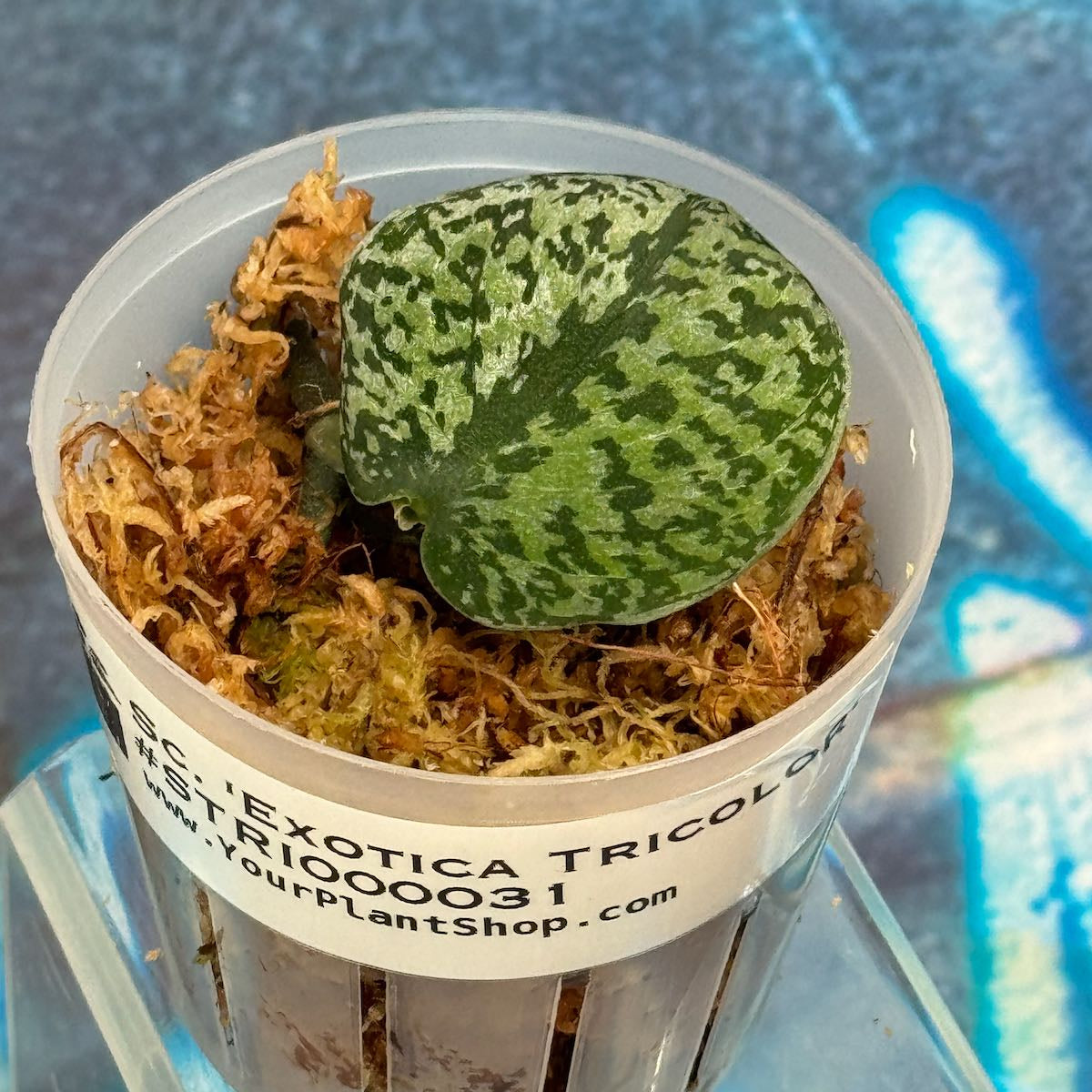 Scindapsus Exotica Tricolor- STRI000031