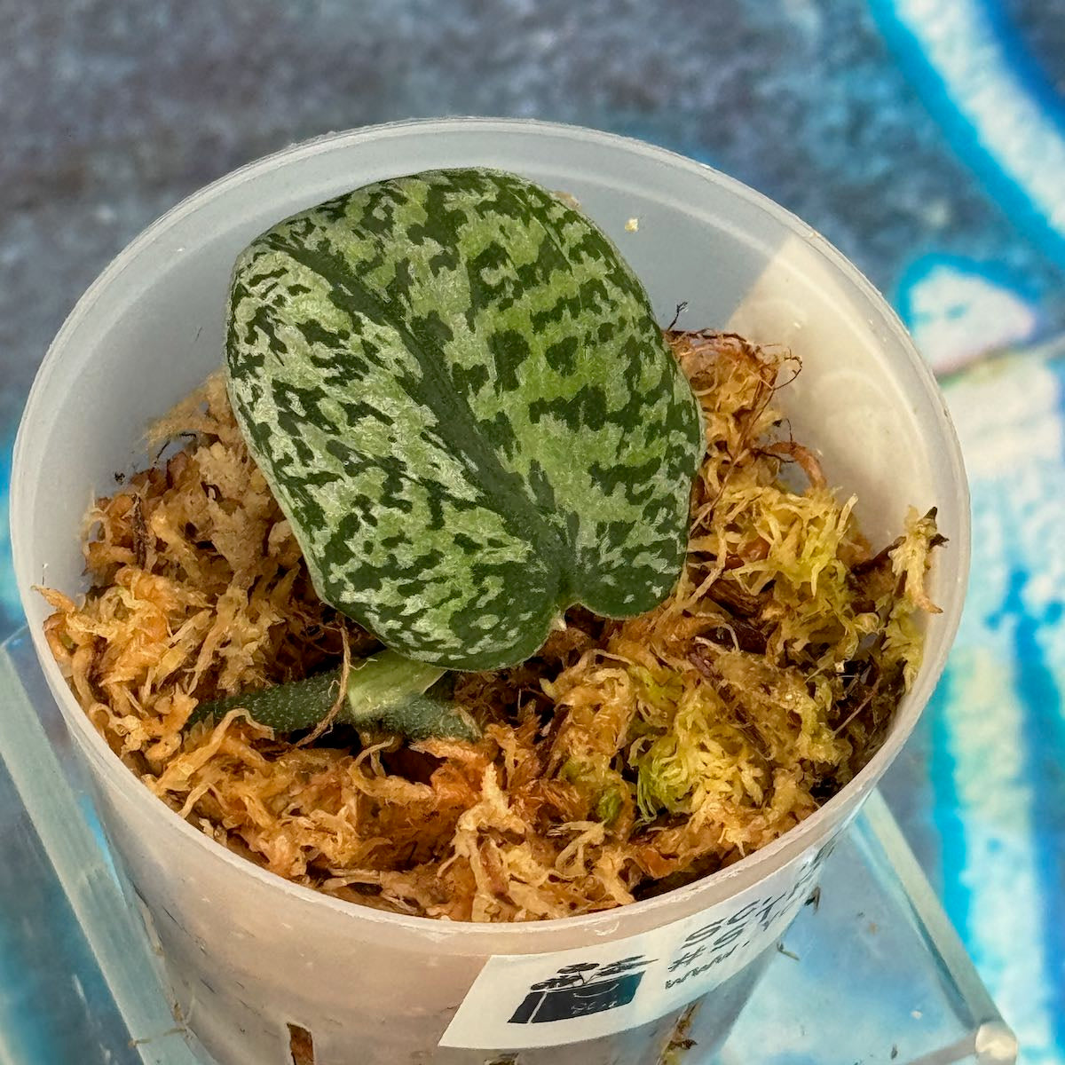 Scindapsus Exotica Tricolor- STRI000031