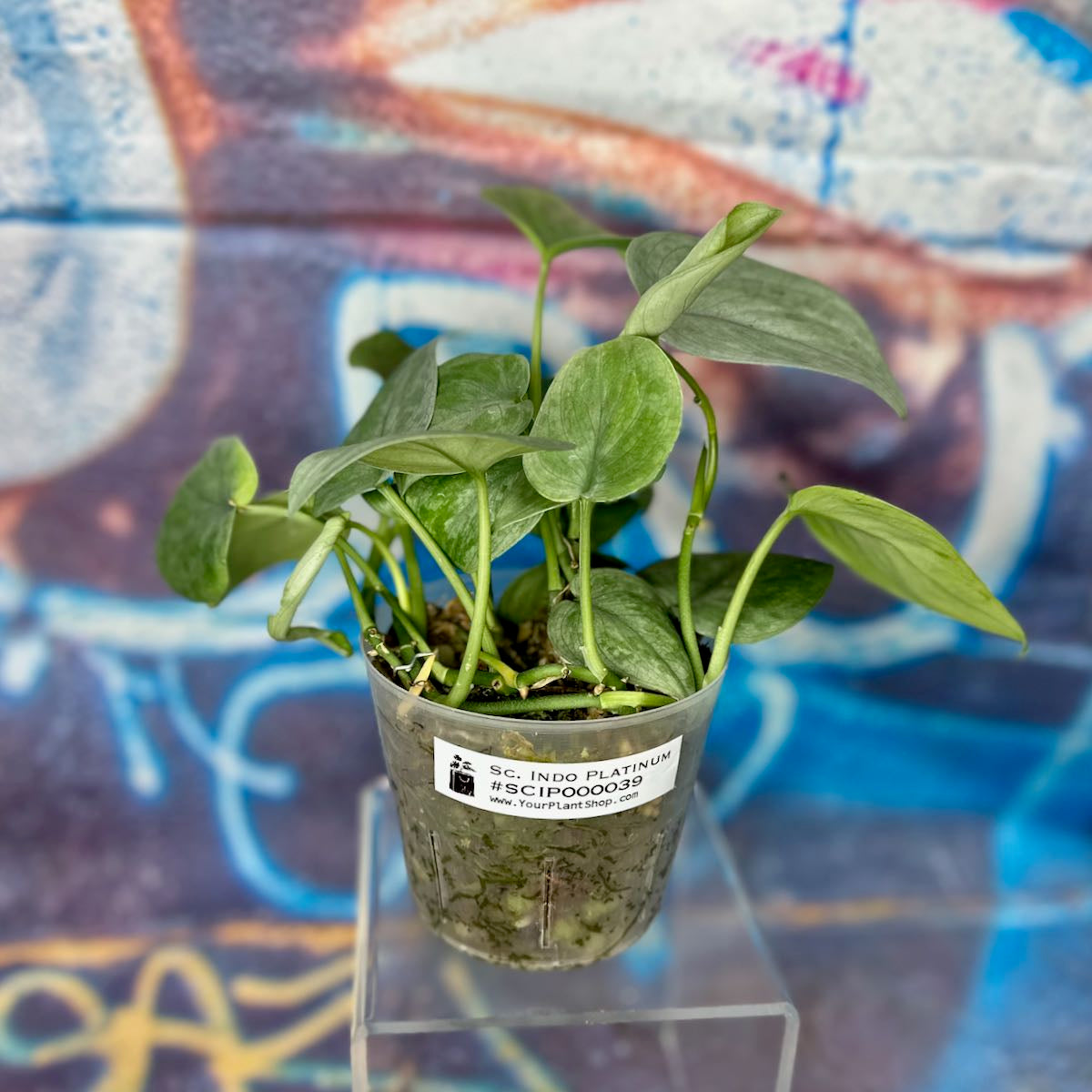 Scindapsus Indonesian Platinum - #SCIP000039