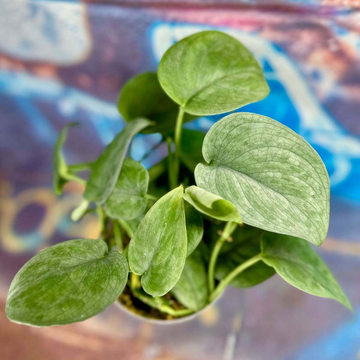 Scindapsus Indonesian Platinum - #SCIP000039