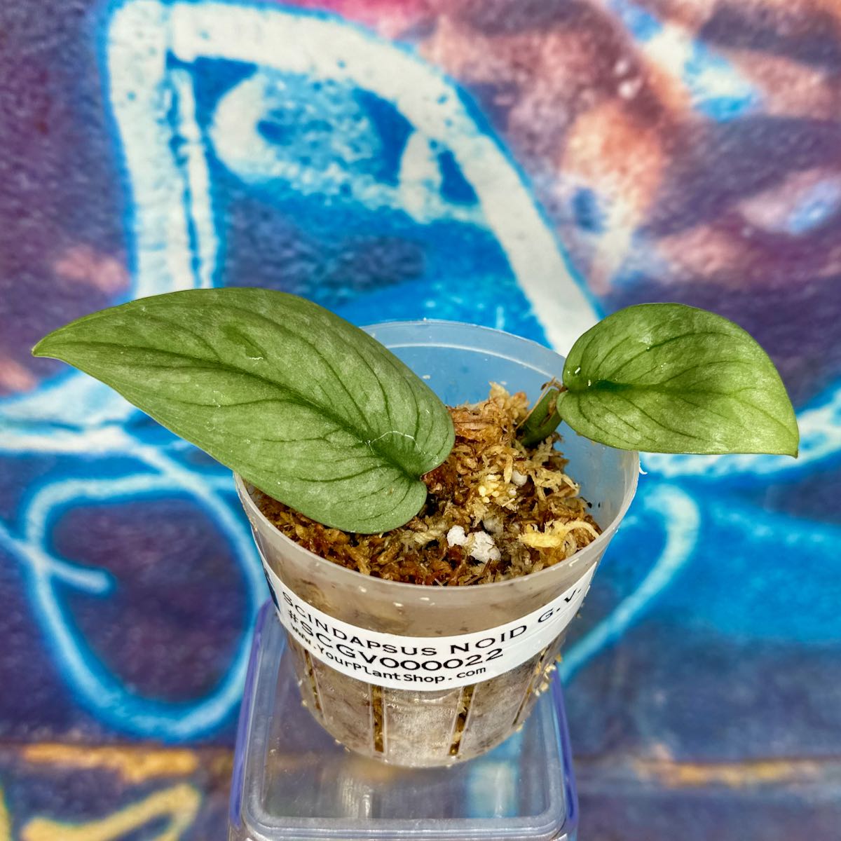 Scindapsus NOID 'Green Veins' - #SCGV000022