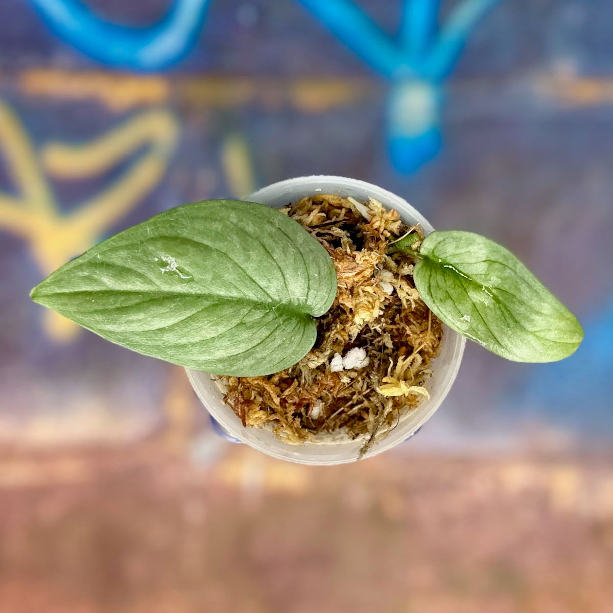Scindapsus NOID 'Green Veins' - #SCGV000022