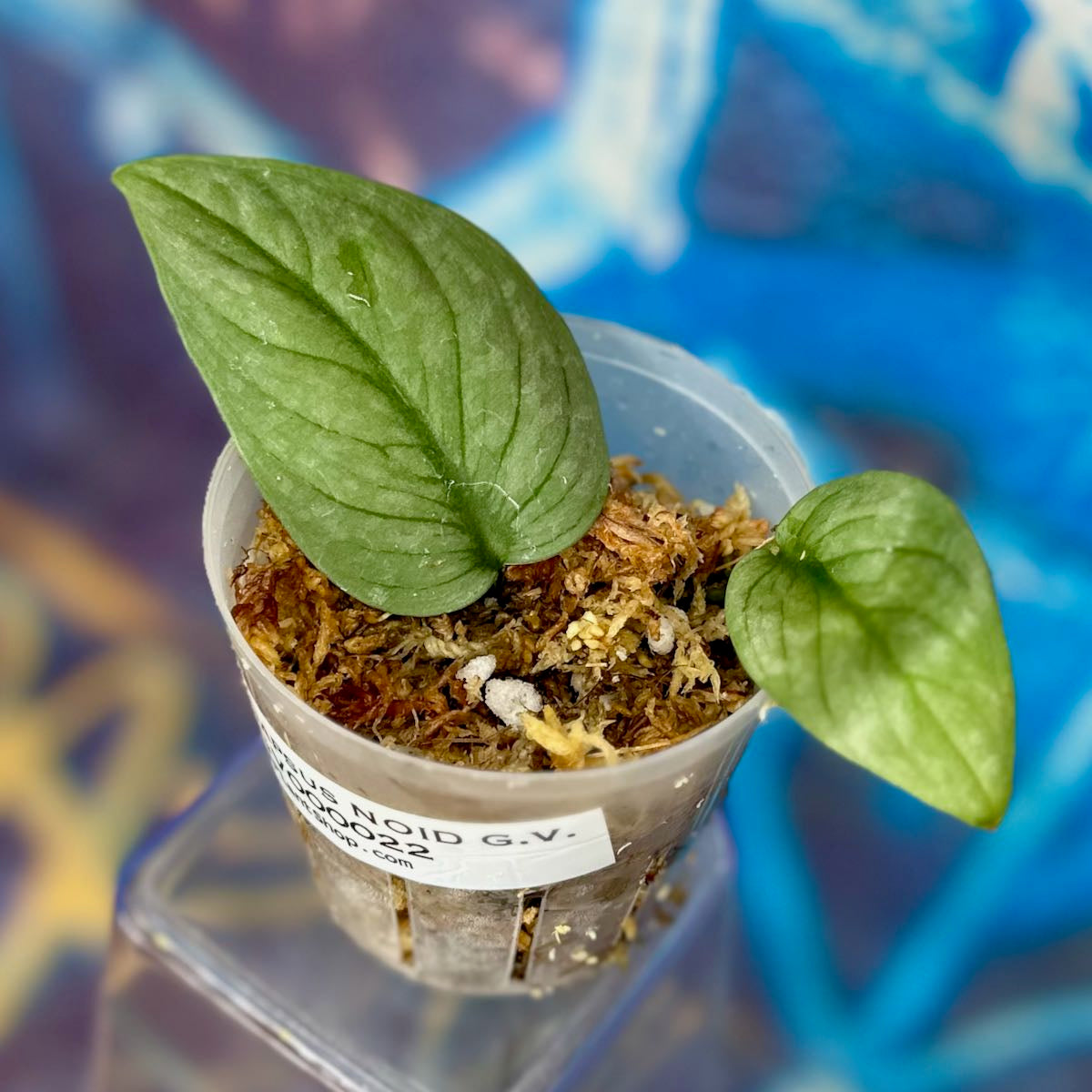 Scindapsus NOID 'Green Veins' - #SCGV000022