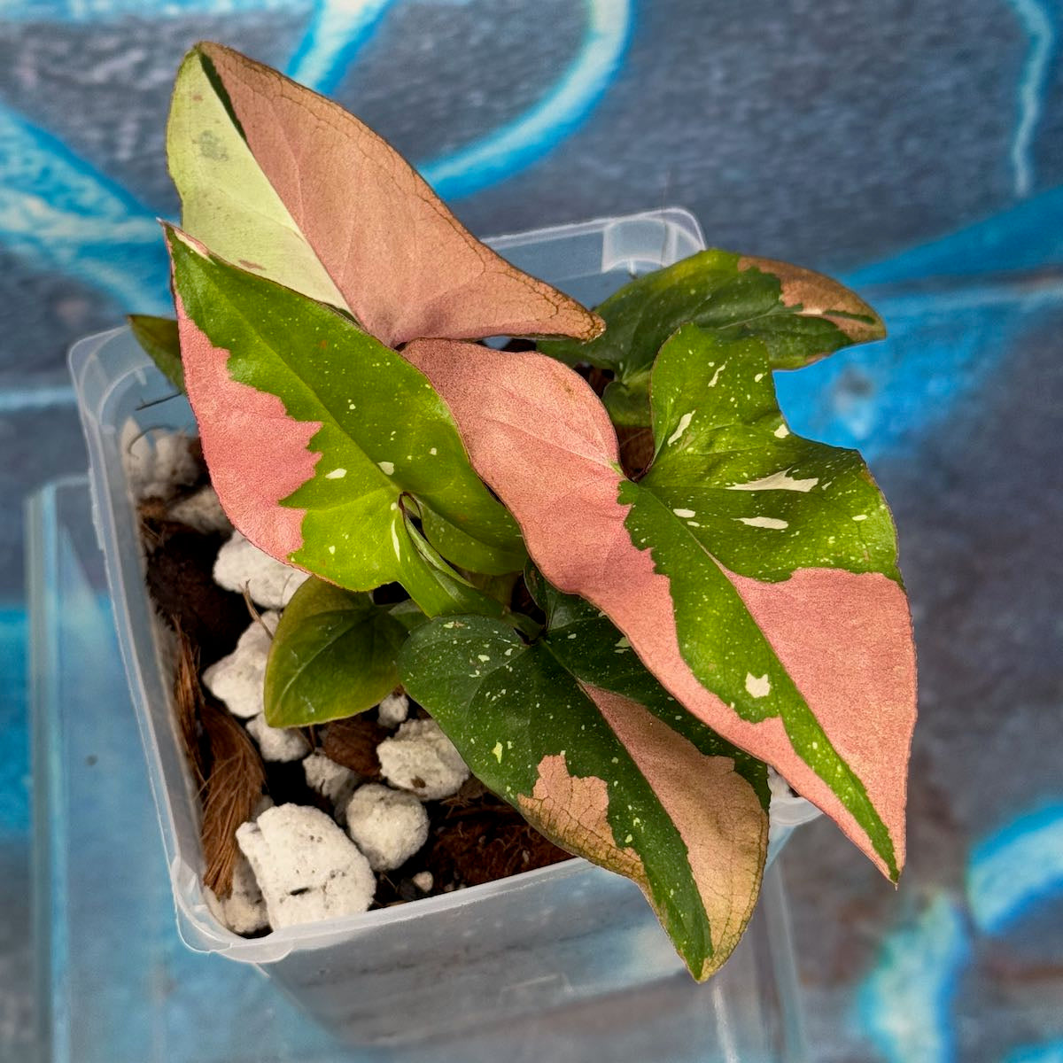 Syngonium Red Spot Tricolor - #SRST000019