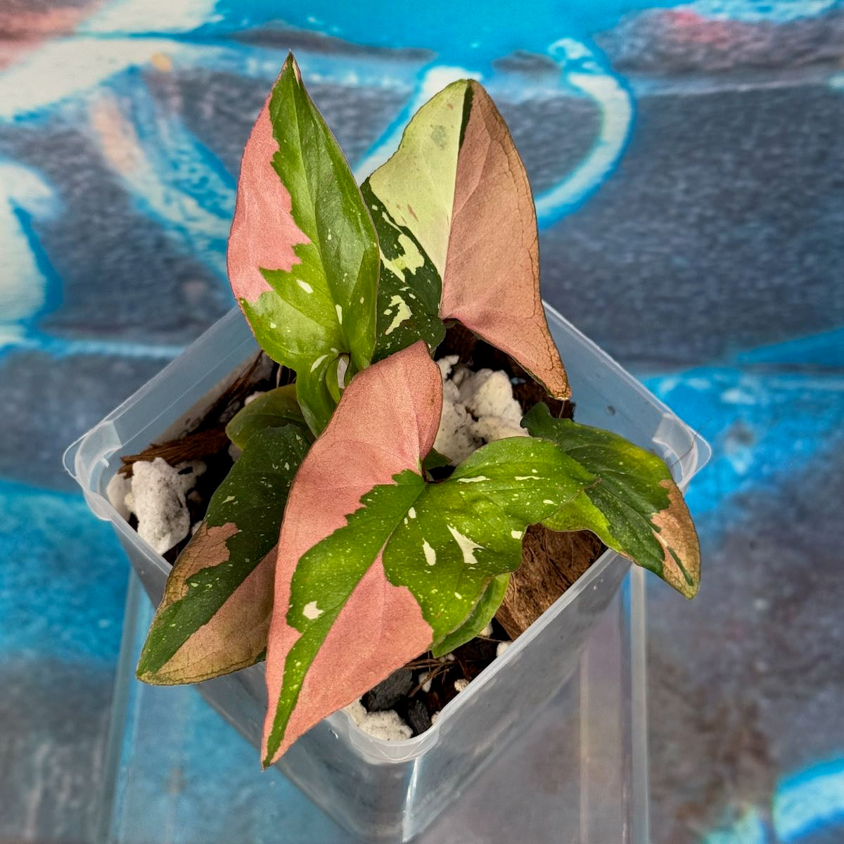 Syngonium Red Spot Tricolor - #SRST000019