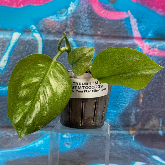 Scindapsus treubii Mint -STMT000029