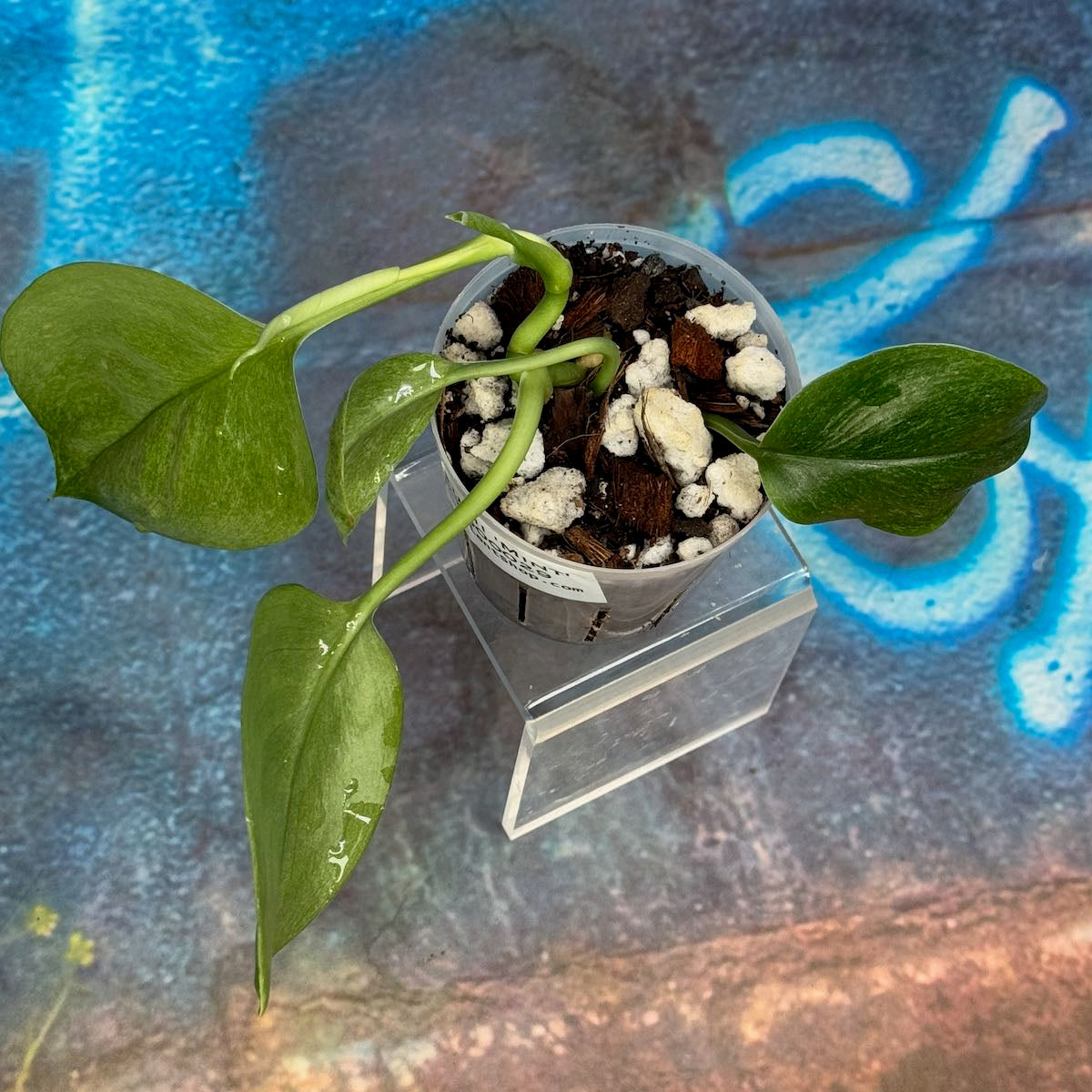 Scindapsus treubii Mint -STMT000029