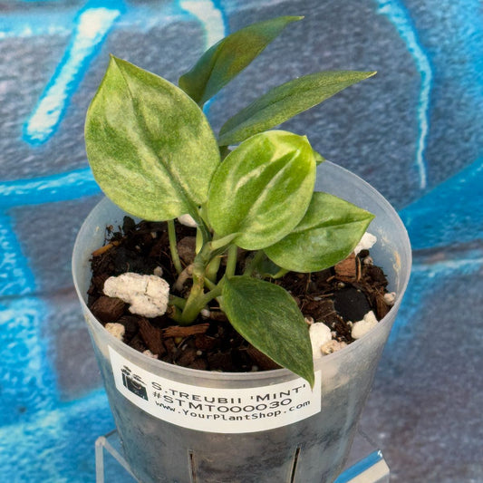 Scindapsus treubii Mint -STMT000030