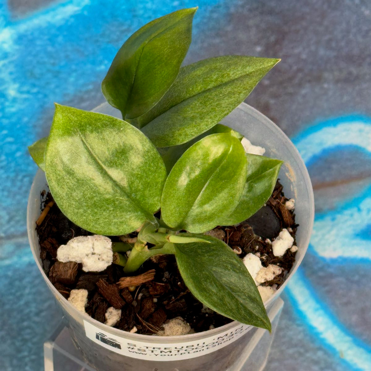 Scindapsus treubii Mint -STMT000030