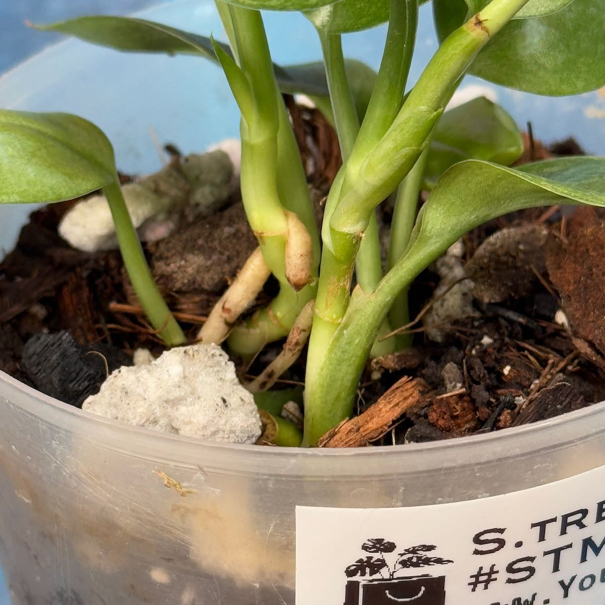 Scindapsus treubii Mint -STMT000030