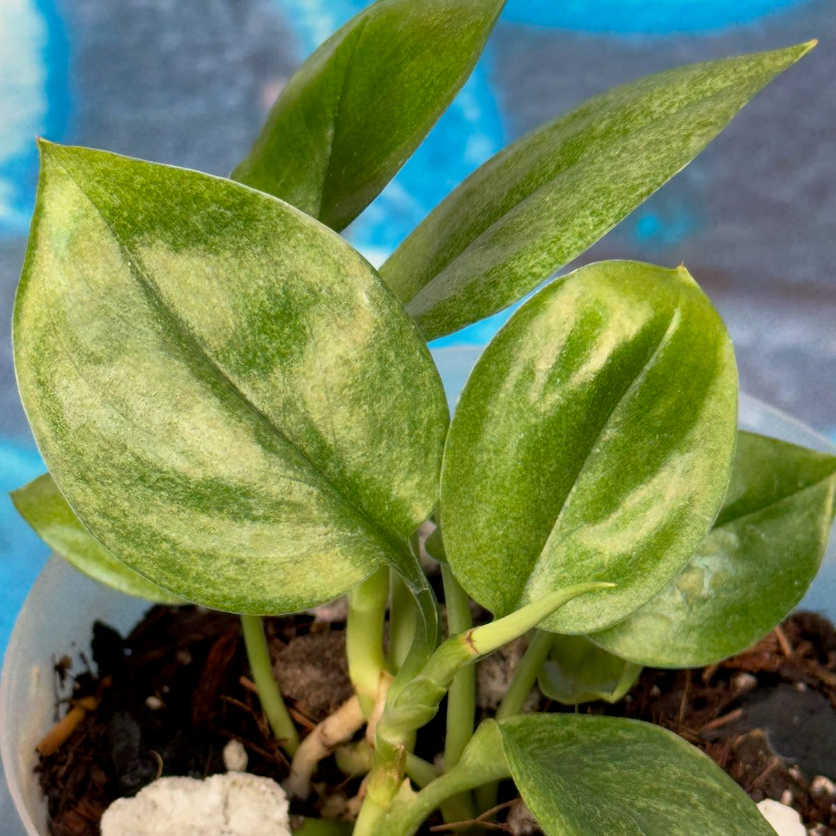 Scindapsus treubii Mint -STMT000030