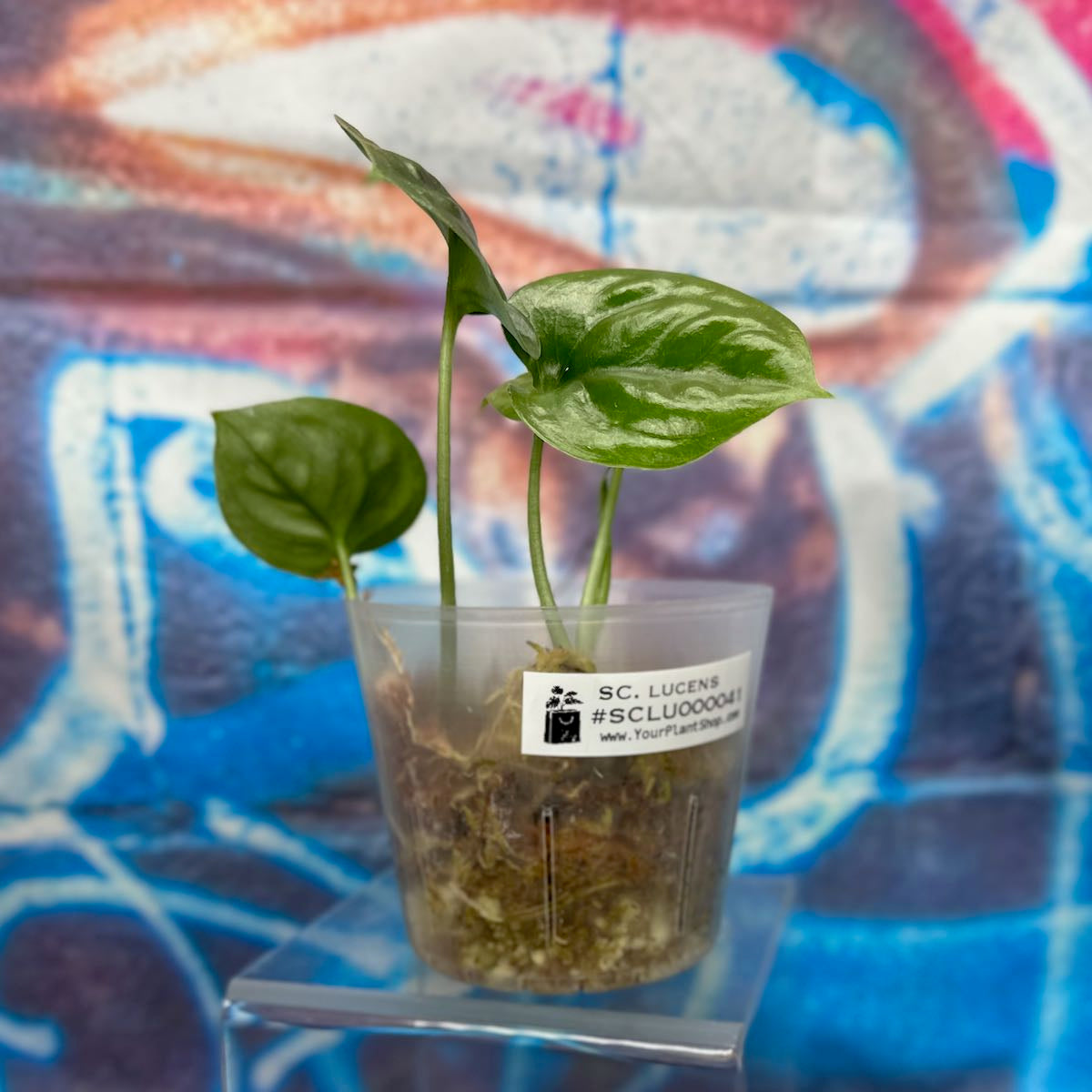 Scindapsus Lucens - SCLU000041