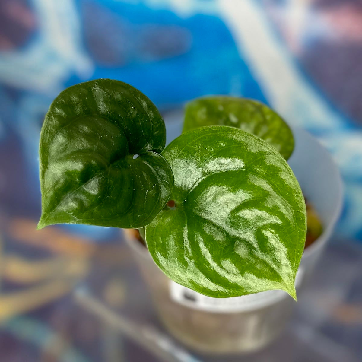 Scindapsus Lucens - SCLU000041