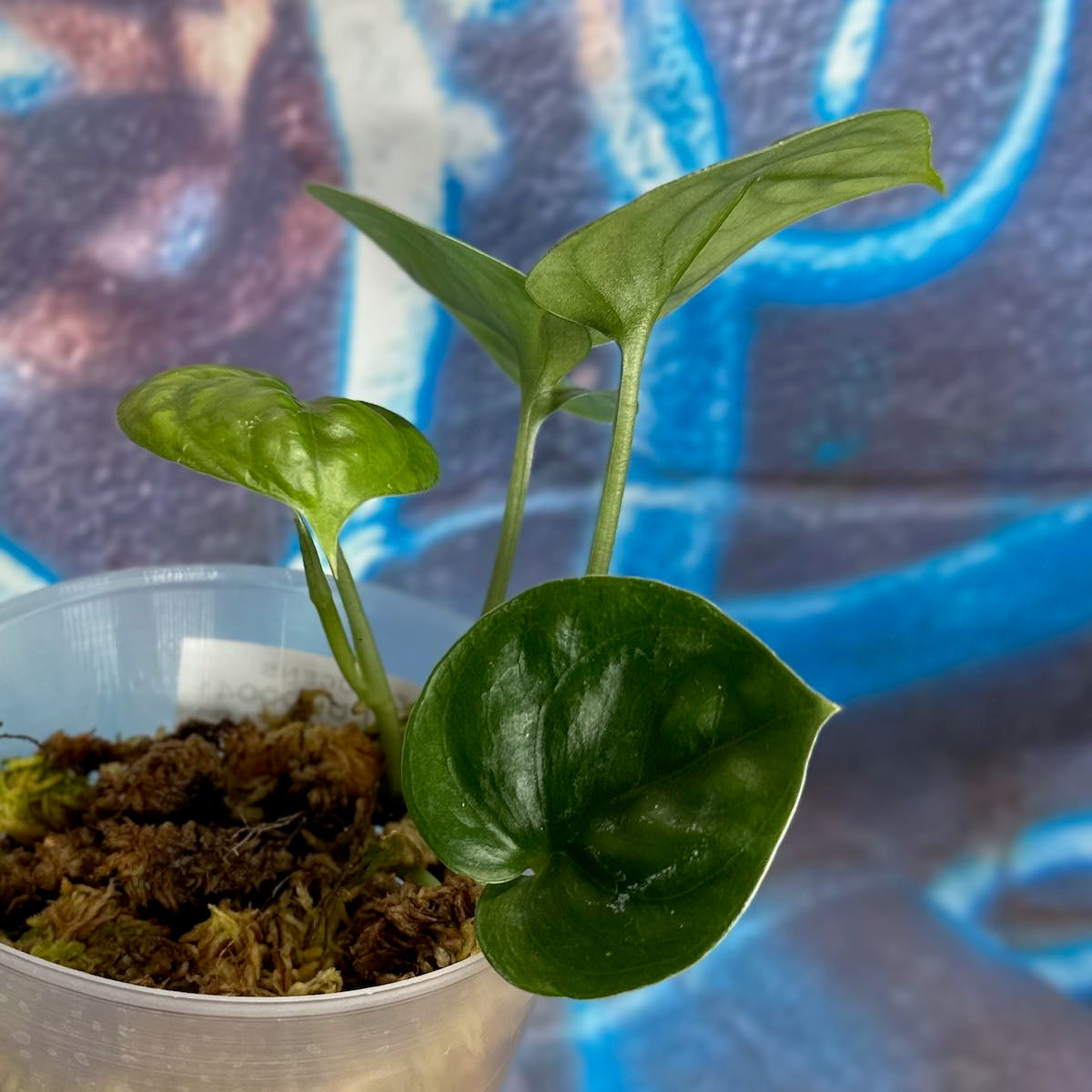 Scindapsus Lucens - SCLU000041