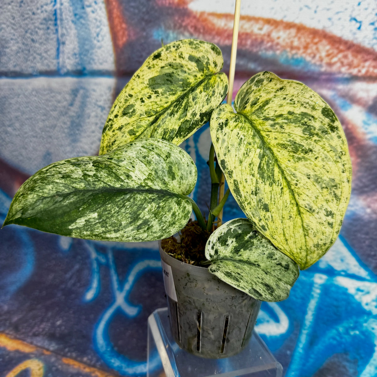Scindapsus 'Creme Brulee' - #SCCB000011