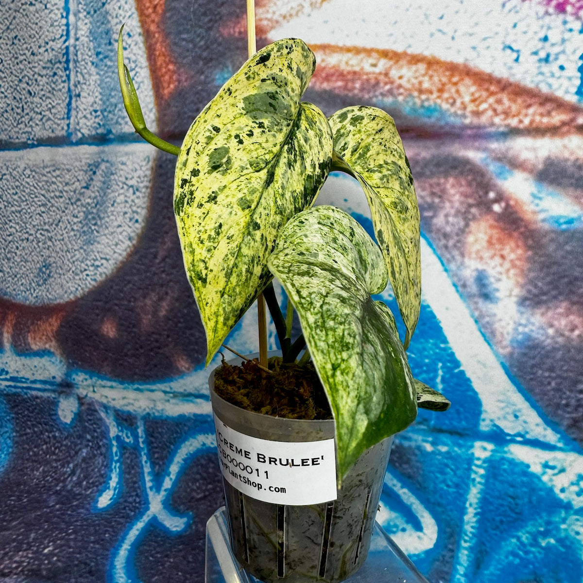Scindapsus 'Creme Brulee' - #SCCB000011
