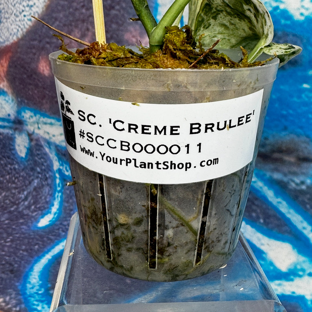 Scindapsus 'Creme Brulee' - #SCCB000011