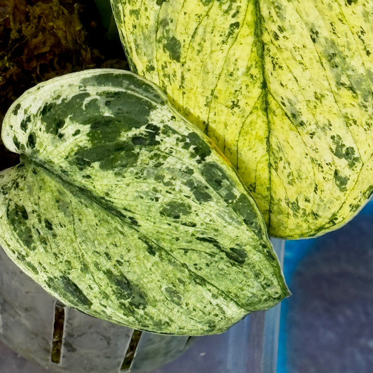 Scindapsus 'Creme Brulee' - #SCCB000011