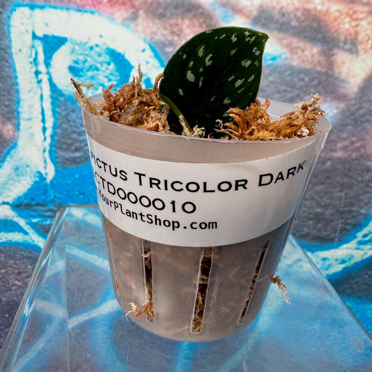 Scindapsus pictus Tricolor Dark- #SCTD000010