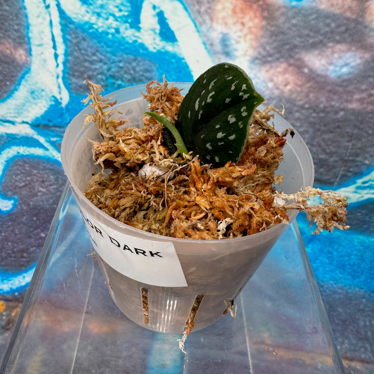 Scindapsus pictus Tricolor Dark- #SCTD000010